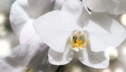 orchidée blanche