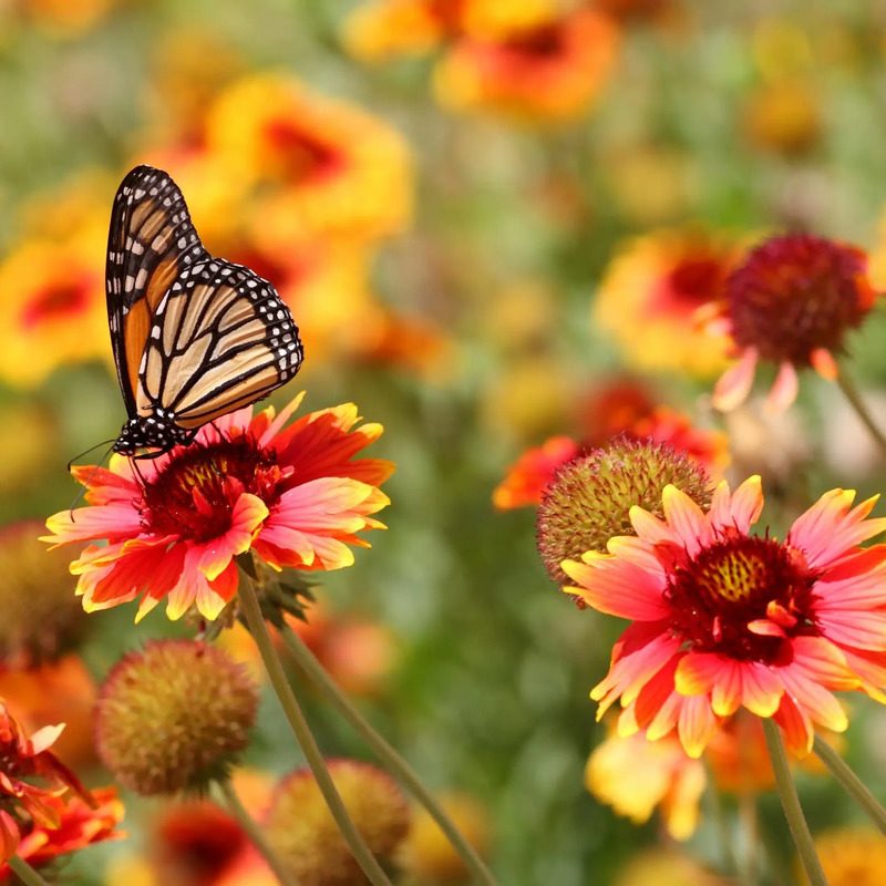 parfum bougies jardin printemps