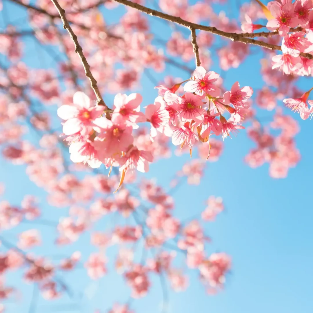 parfum bougies fleur cerisier